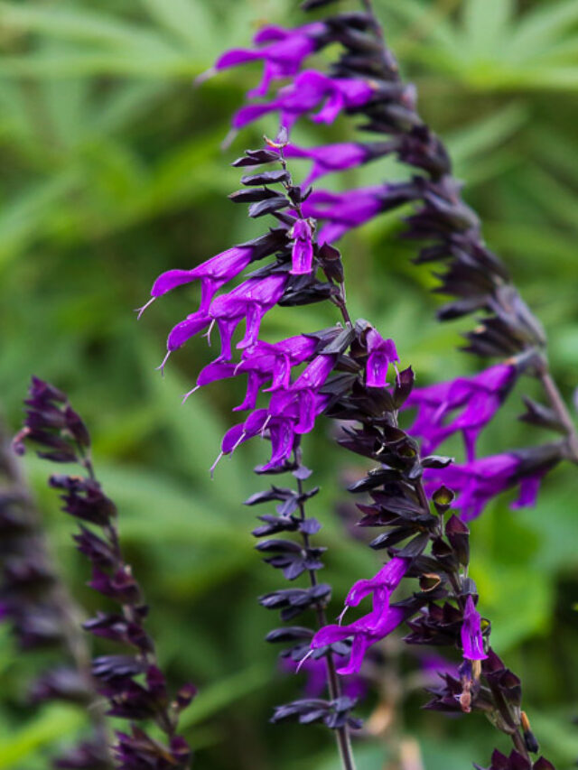 Blooming Beauties- Exploring Vibrant Gardens Across the USA