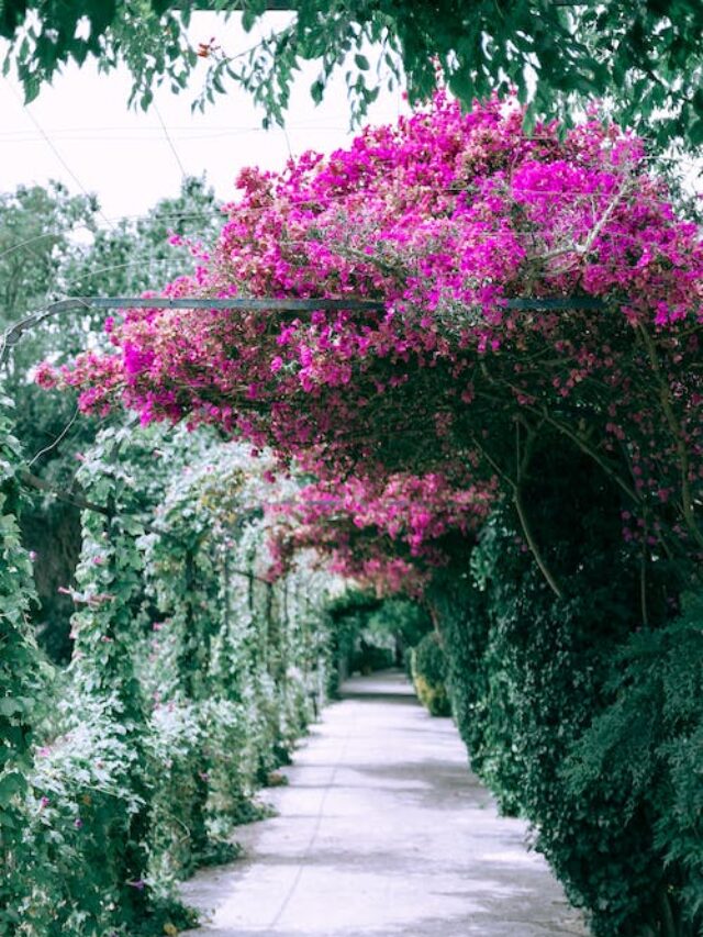 Explore the 10 Top Garden Hoses of 2024!