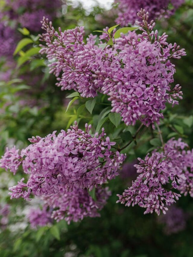 Sustainable Garden Trends 2024: Eco-Friendly Landscaping Ideas