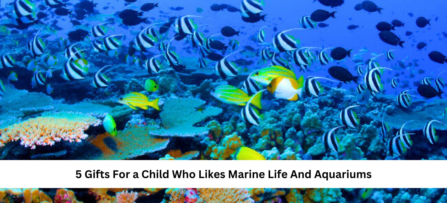 5 Gifts For a Child Who Likes Marine Life And Aquariums