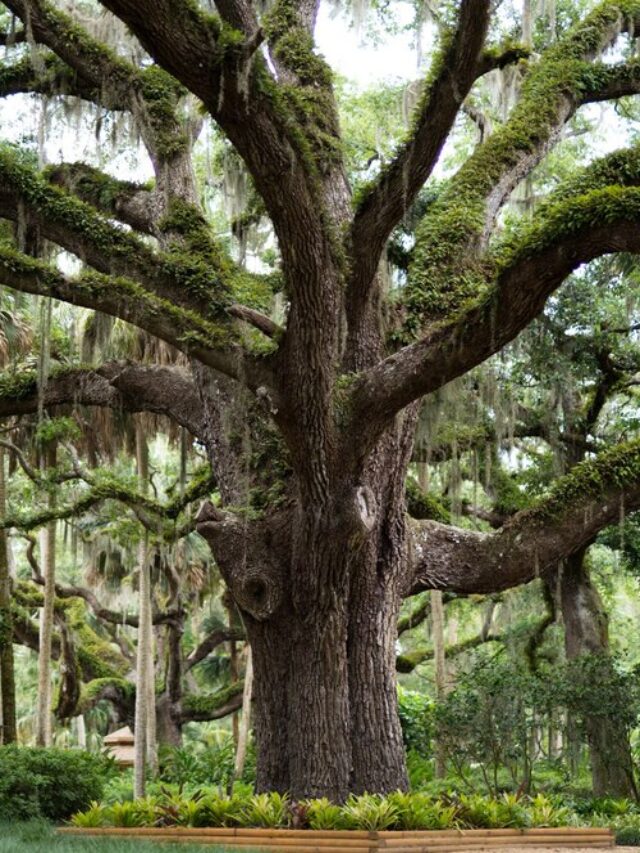 10 Oldest Kinds of Trees in South Carolina