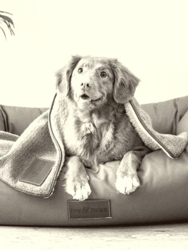 7 Most Expensive Dog Beds You Can Buy