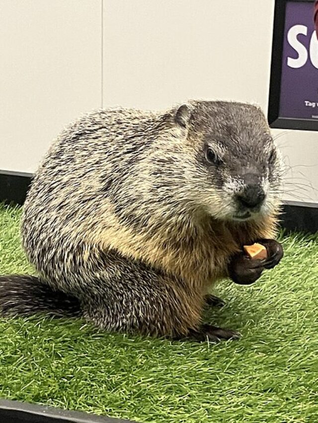 Ohio's Buckeye Chuck 2024 Groundhog Day Forecast Awaited USA Express