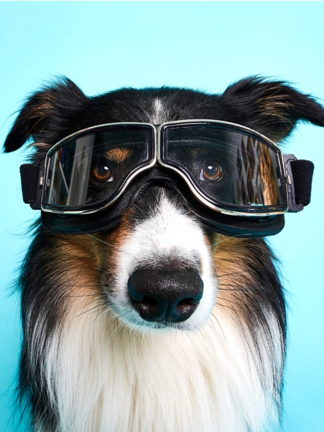 Top 10 Tech Gadgets for Pet Owners