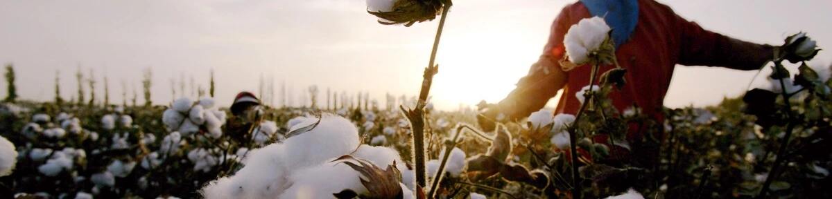 India–US Trade Talks: Concessions, US Cotton, and Concerns Ahead of Key Negotiations 3 India–US Trade Talks: Concessions, US Cotton